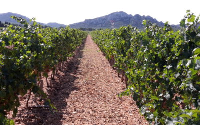 Weintrinken – ein Stück typisch französische Kultur