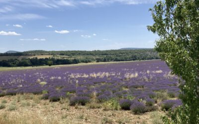 Eine literarische Reise in die Provence