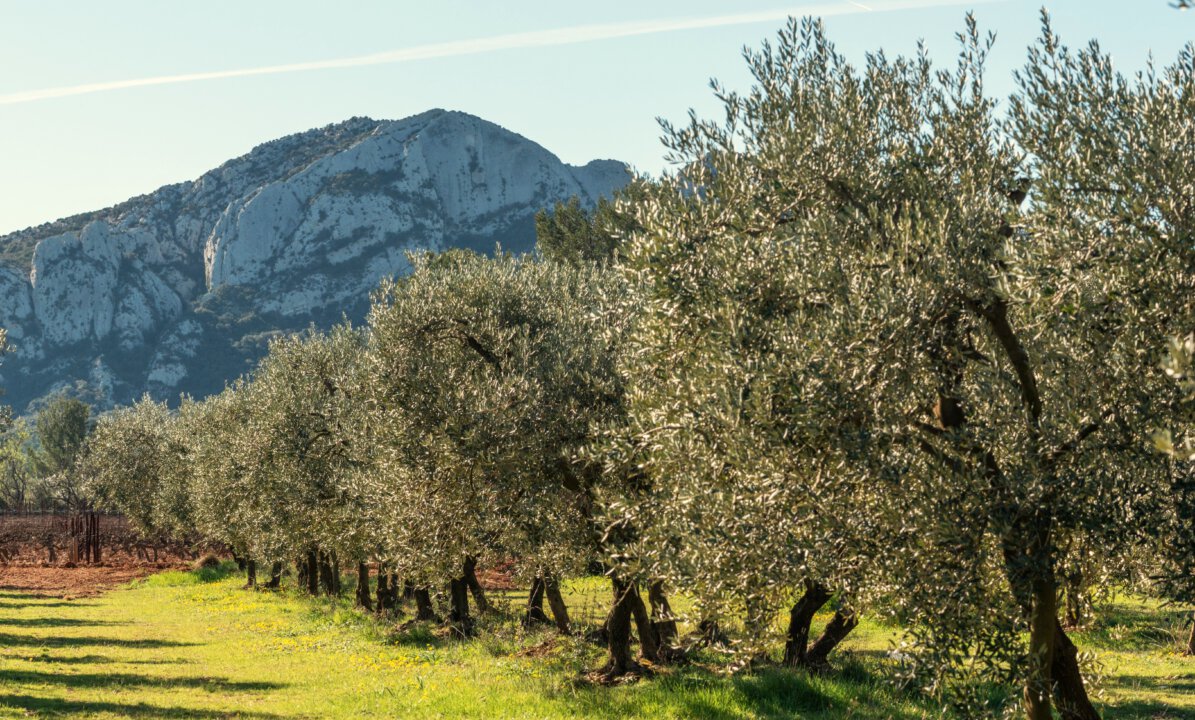 Der Olivenbaum spürt den Klimawandel